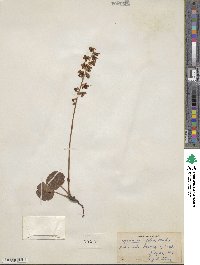 Pyrola asarifolia image