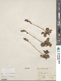 Pyrola chlorantha image