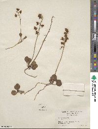 Pyrola chlorantha image