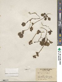 Pyrola chlorantha image