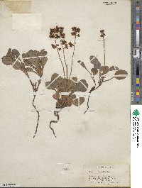 Pyrola chlorantha image