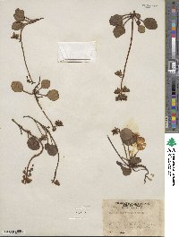 Pyrola chlorantha image