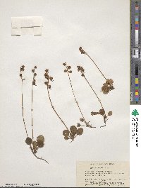 Pyrola chlorantha image