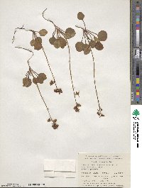 Pyrola chlorantha image