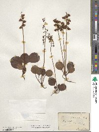 Pyrola chlorantha image