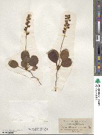 Pyrola chlorantha image