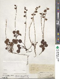 Pyrola chlorantha image