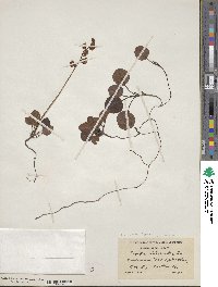 Pyrola chlorantha image