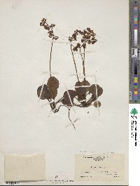 Pyrola chlorantha image