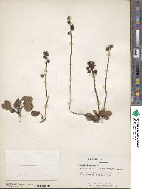 Pyrola chlorantha image