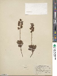 Image Associated With the Occurence