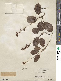 Pyrola elliptica image