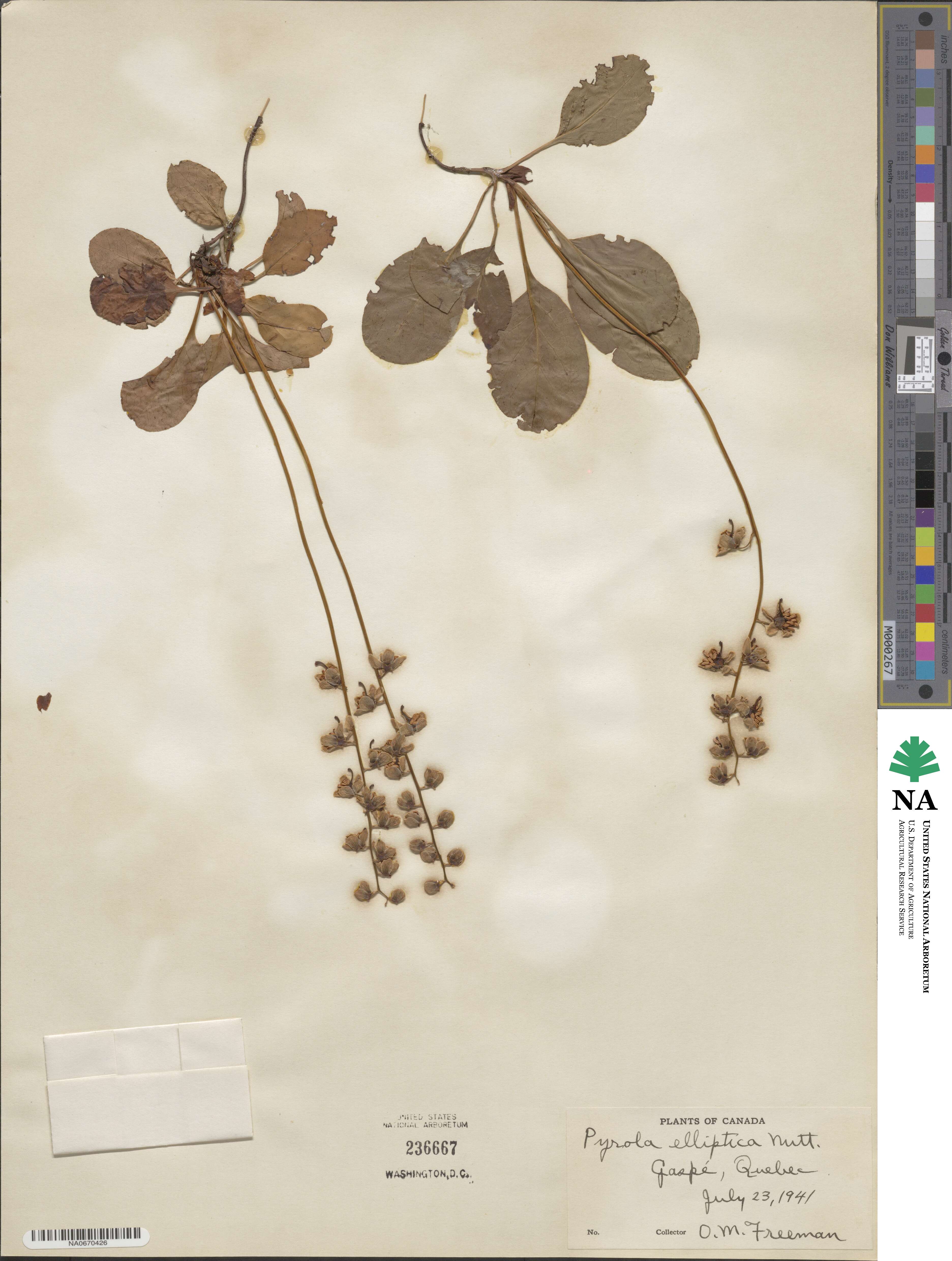 Pyrola elliptica image