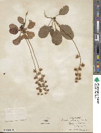 Pyrola elliptica image