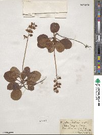 Pyrola elliptica image