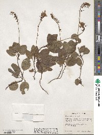 Pyrola elliptica image