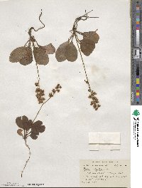 Pyrola elliptica image