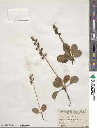 Pyrola elliptica image