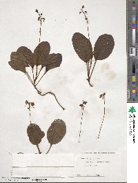 Pyrola elliptica image