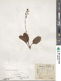 Pyrola elliptica image