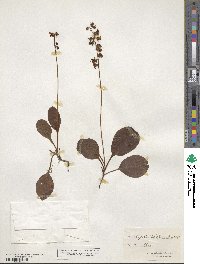 Pyrola elliptica image