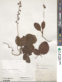 Pyrola elliptica image