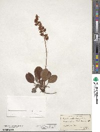 Pyrola elliptica image