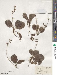 Pyrola elliptica image