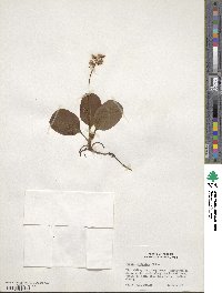 Pyrola elliptica image