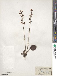 Pyrola elliptica image