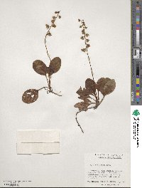 Pyrola elliptica image