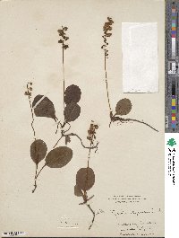 Pyrola elliptica image