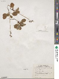 Pyrola elliptica image