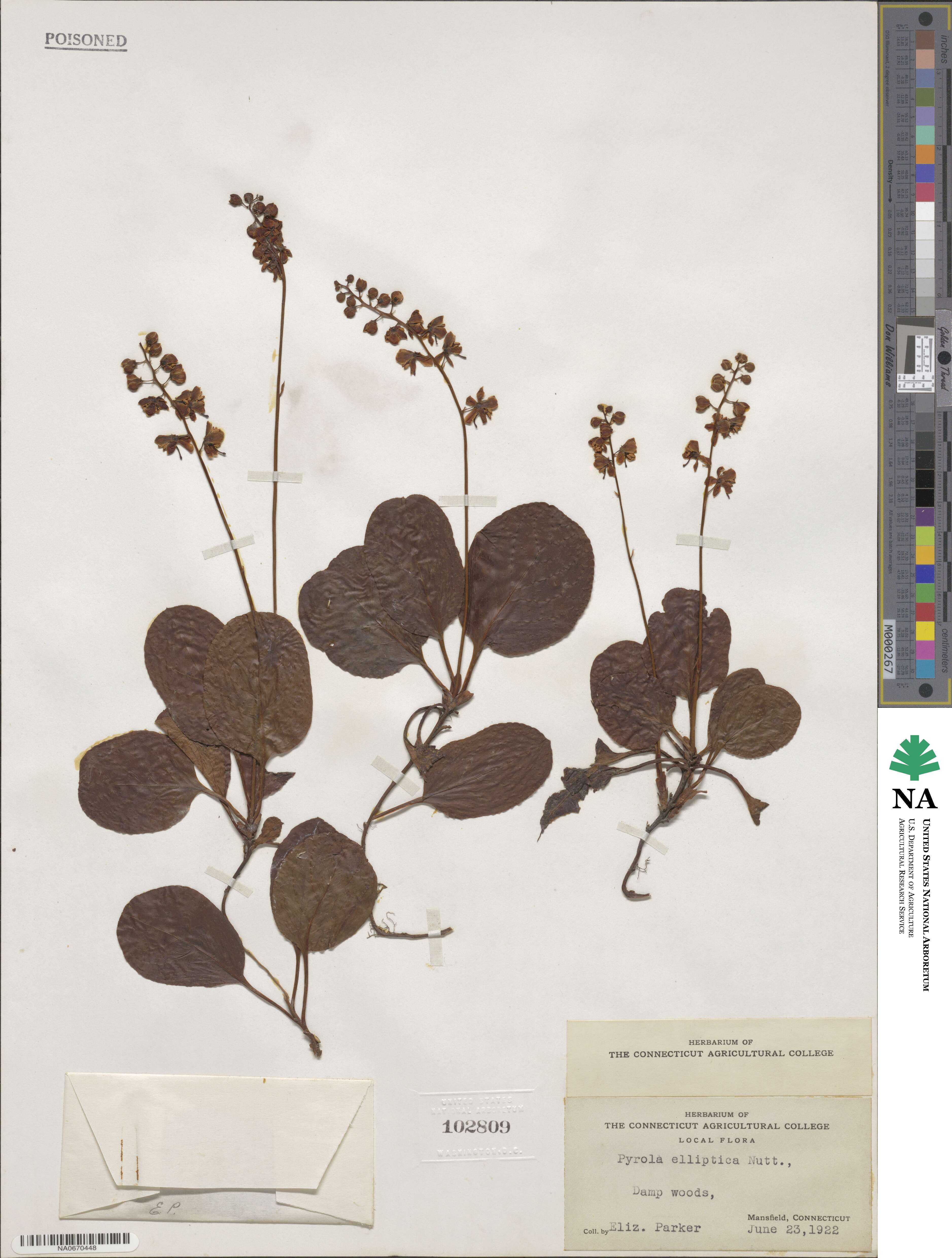 Pyrola image