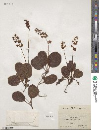 Pyrola elliptica image