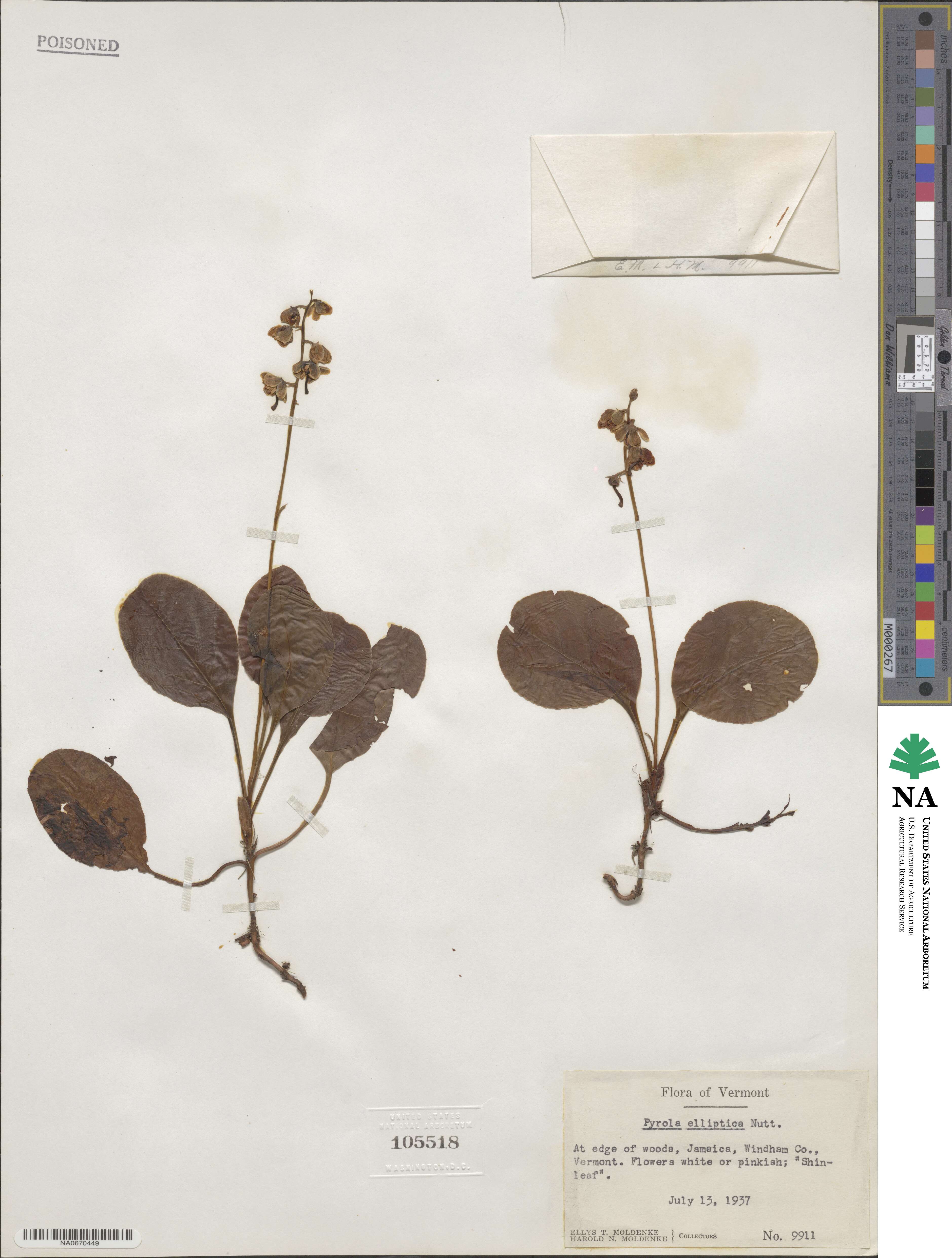 Pyrola image