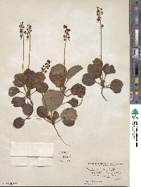 Pyrola elliptica image