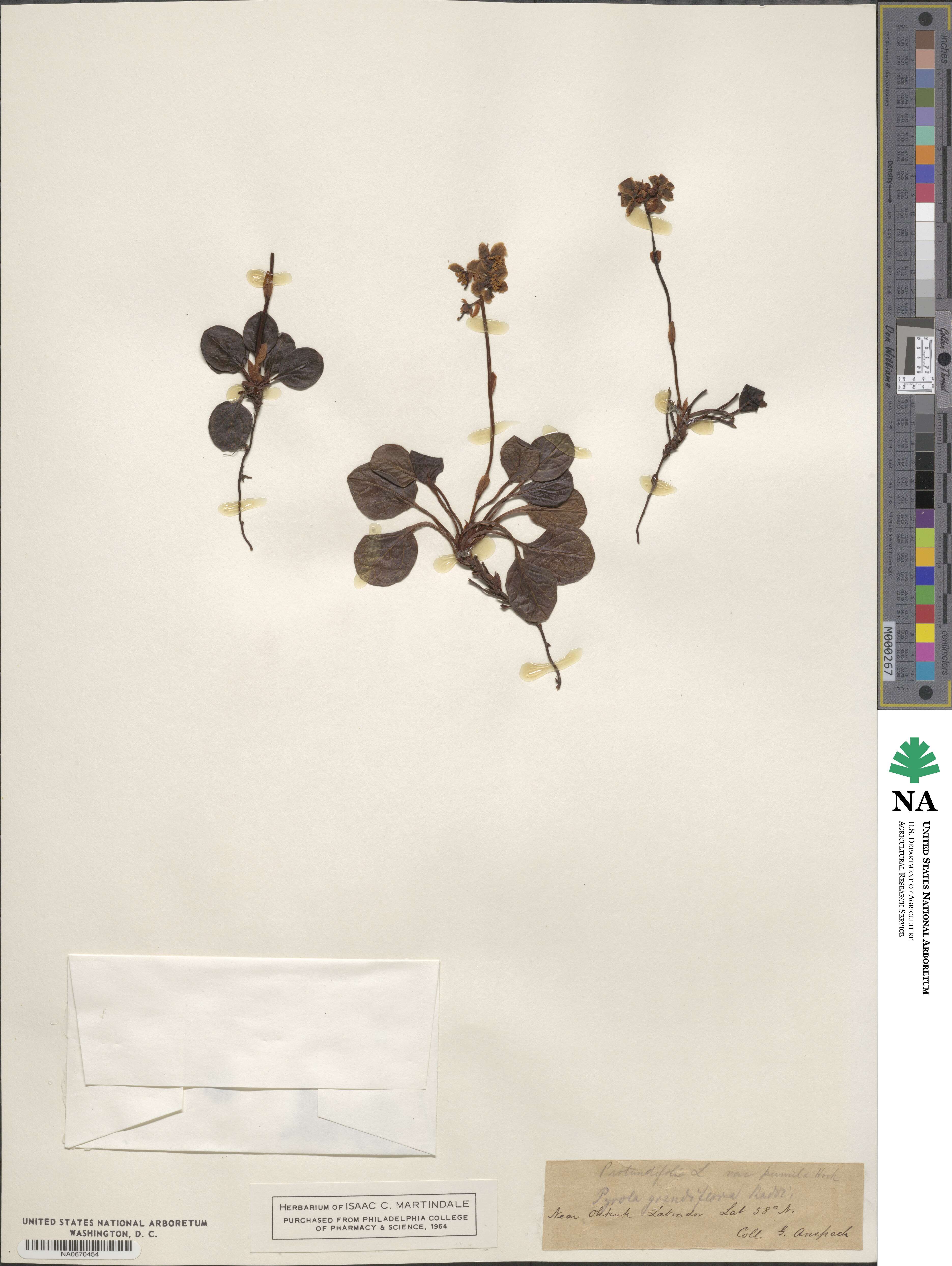 Pyrola grandiflora image