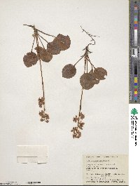 Pyrola grandiflora image