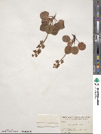 Pyrola grandiflora image