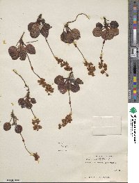 Pyrola grandiflora image