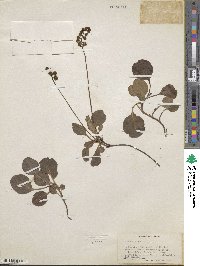 Pyrola minor image