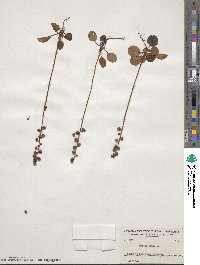 Pyrola minor image