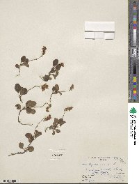 Pyrola minor image