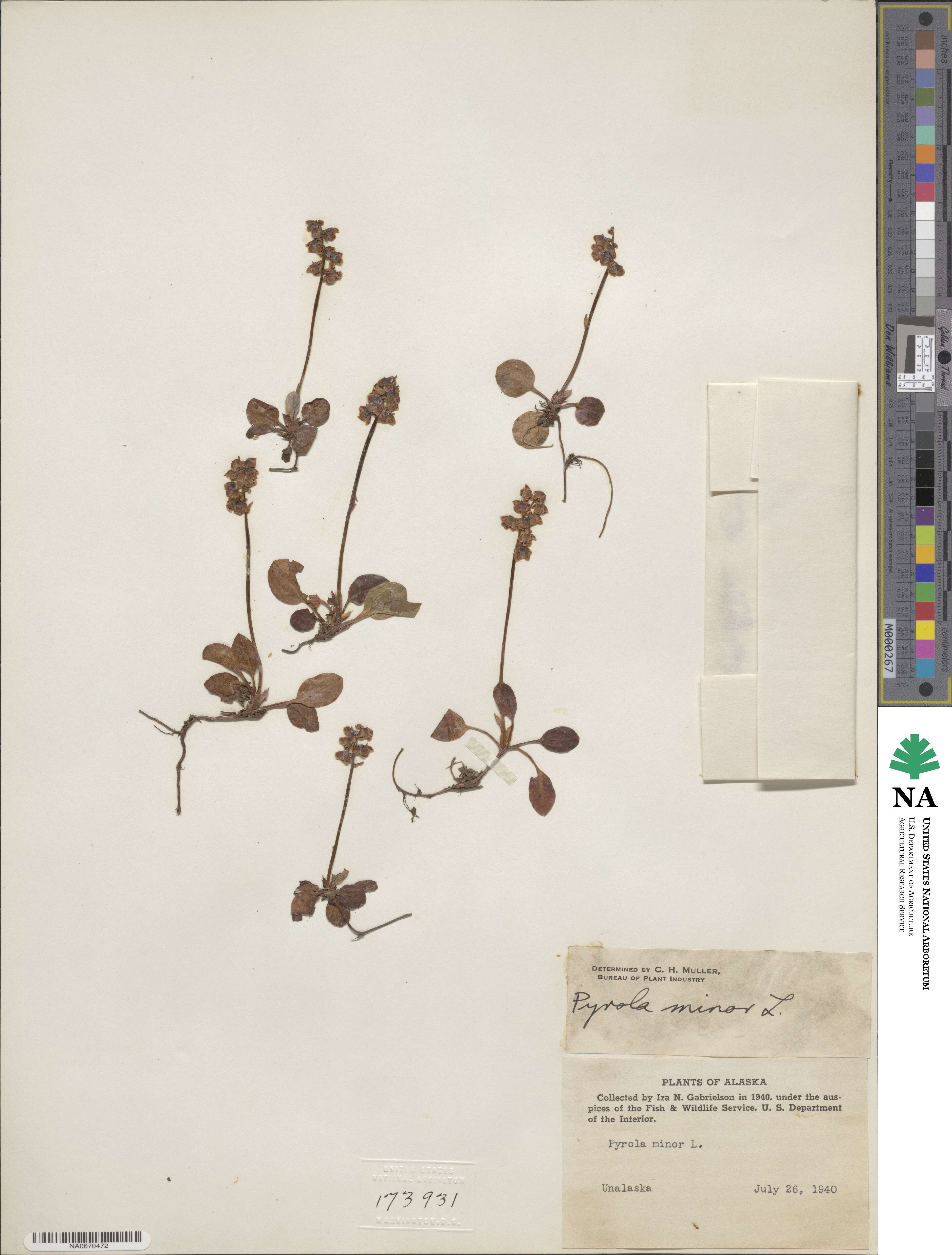 Pyrola minor image