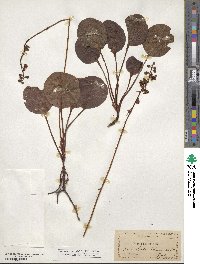 Pyrola rotundifolia image