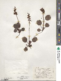 Pyrola rotundifolia image