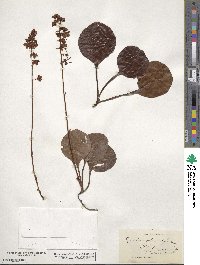 Pyrola rotundifolia image