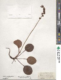 Pyrola rotundifolia image