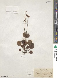 Pyrola chlorantha image